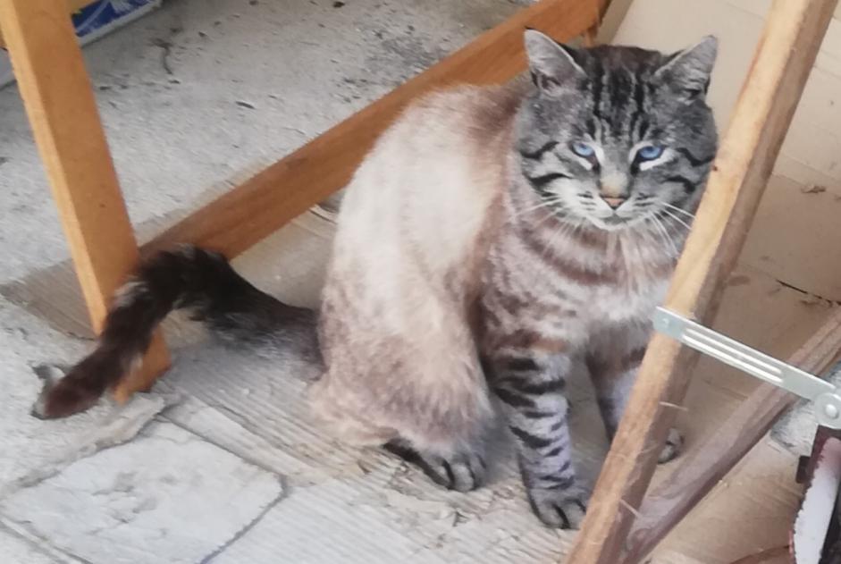 Alerte Disparition Chat  Mâle , 4 ans Lanvollon France