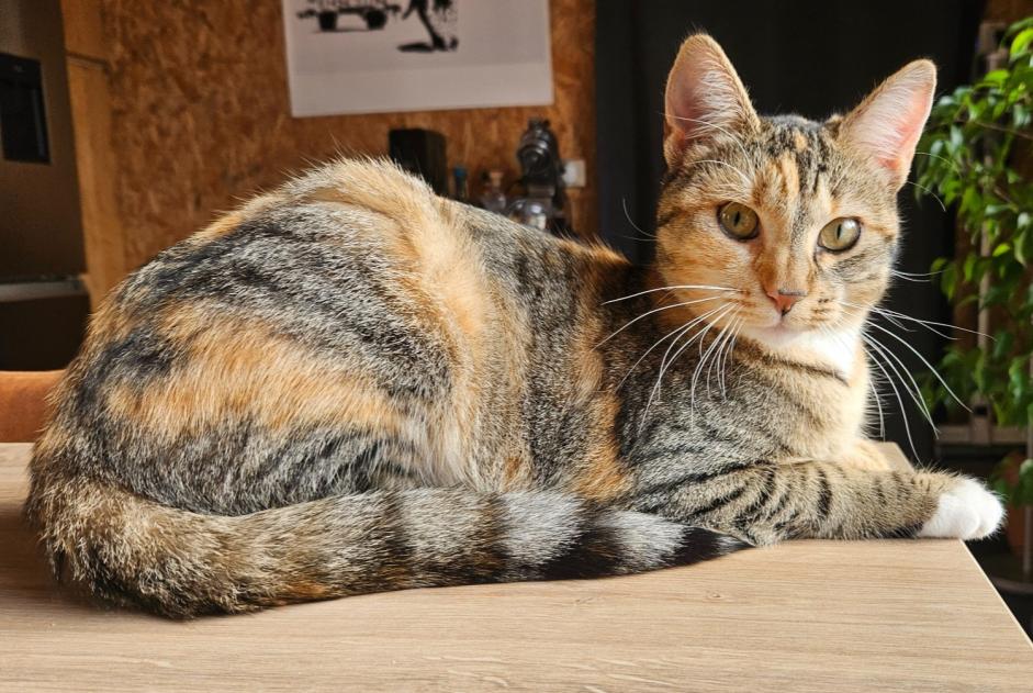 Alerte Disparition Chat croisement Femelle , 1 ans Le Pecq France