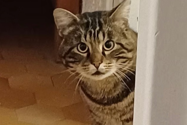 Alerte Disparition Chat Mâle , 3 ans Valence France