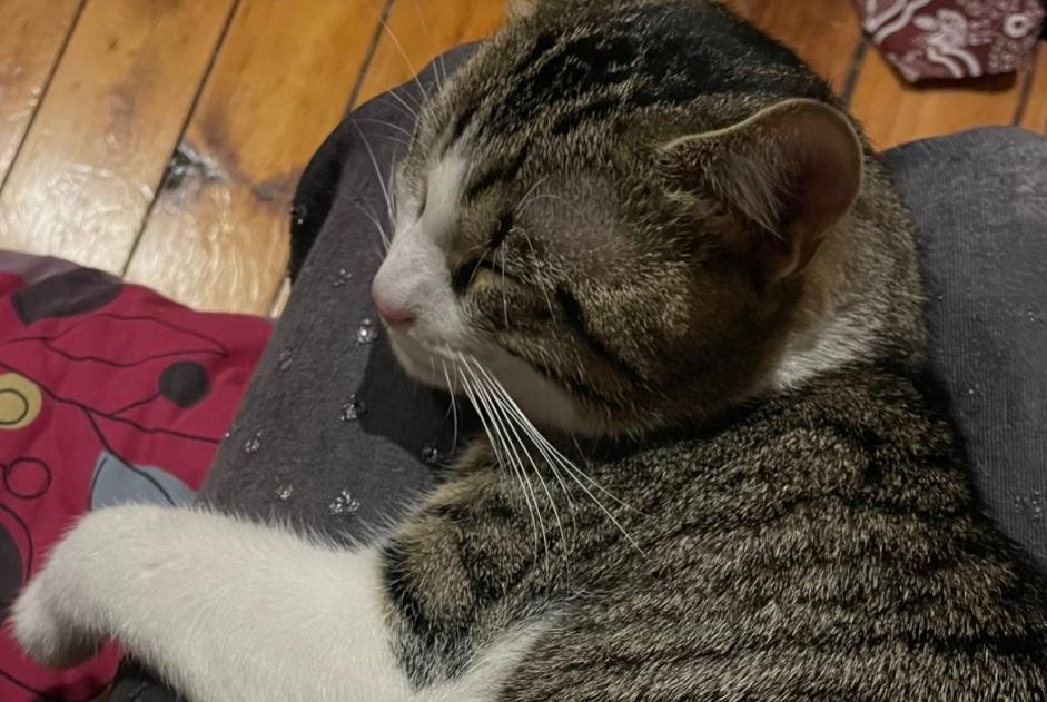 Alerte Disparition Chat  Mâle , 1 ans Saint-Denis France