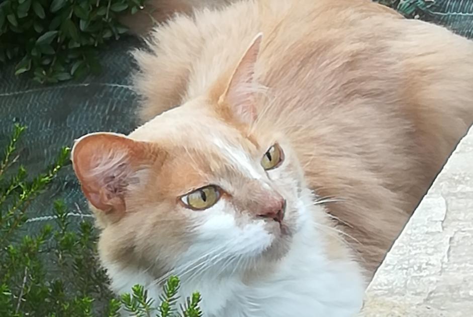 Alerte Disparition Chat croisement Mâle , 13 ans Plescop France