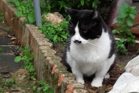 Alerte Disparition Chat Mâle , 7 ans Urbanya France