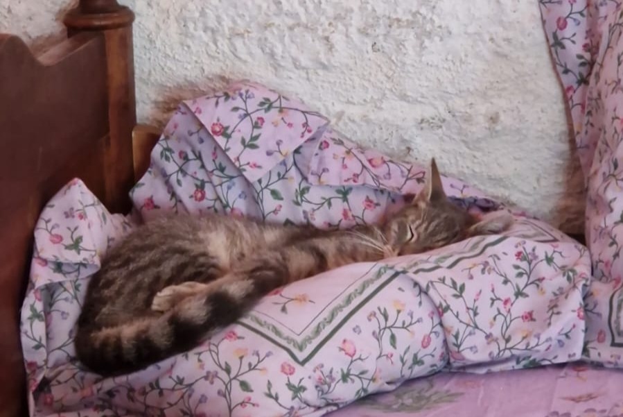 Alerte Disparition Chat Mâle , 8 ans Semmadon France