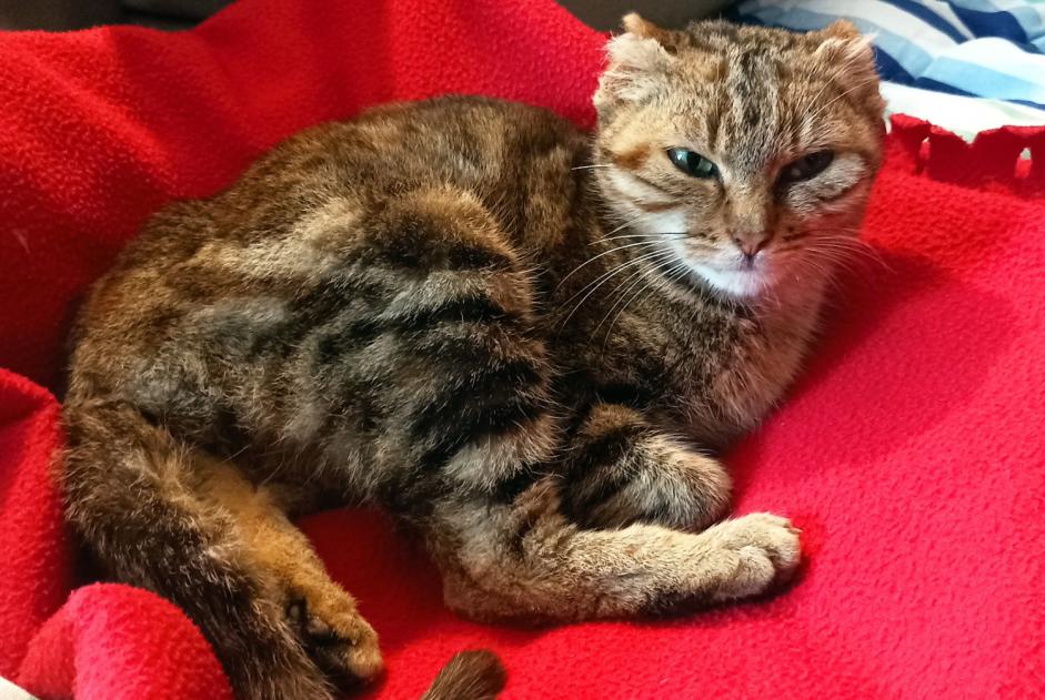 Alerte Découverte Chat Femelle Plouër-sur-Rance France