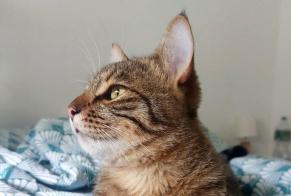 Alerte Disparition Chat  Mâle , 2 ans Sèvremoine France