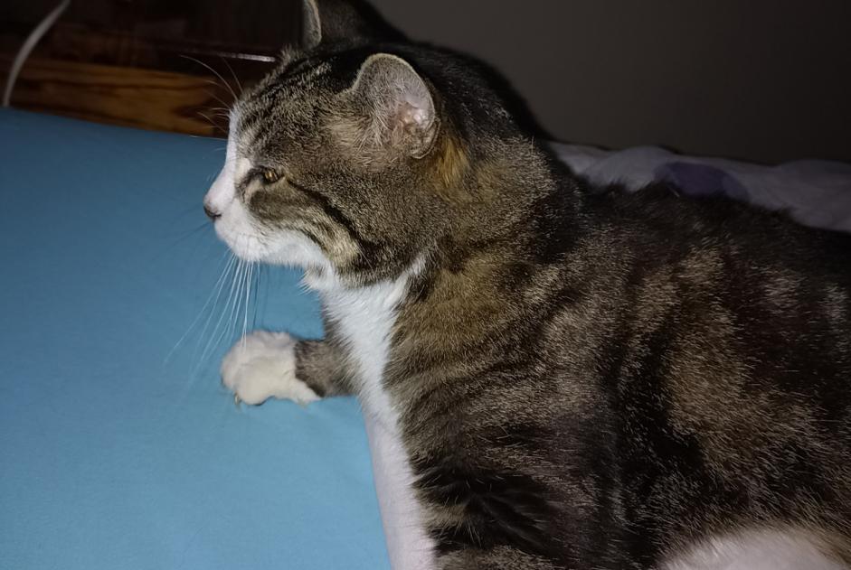 Alerte Disparition Chat  Femelle , 15 ans Thiancourt France