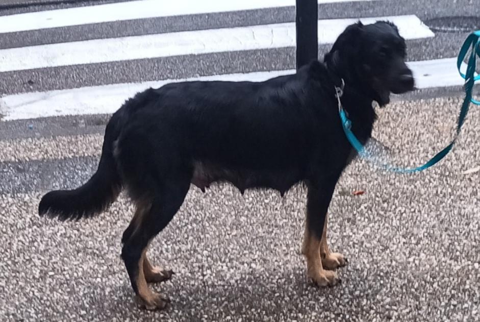 Alerte Disparition Chien croisement Femelle , 2 ans Nîmes France