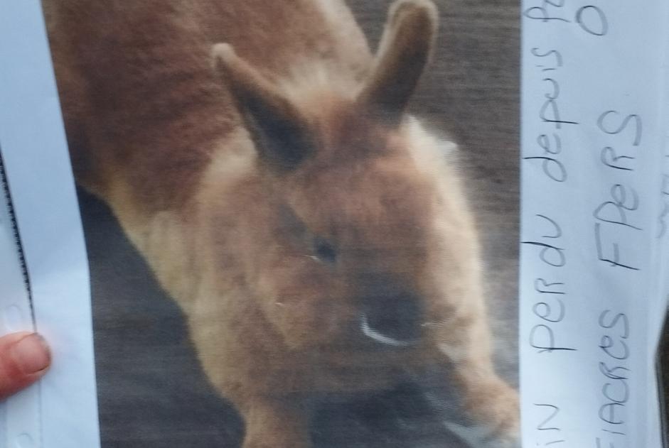 Alerte Disparition Lapin Mâle , 2024 ans Villeneuve-d'Ascq France