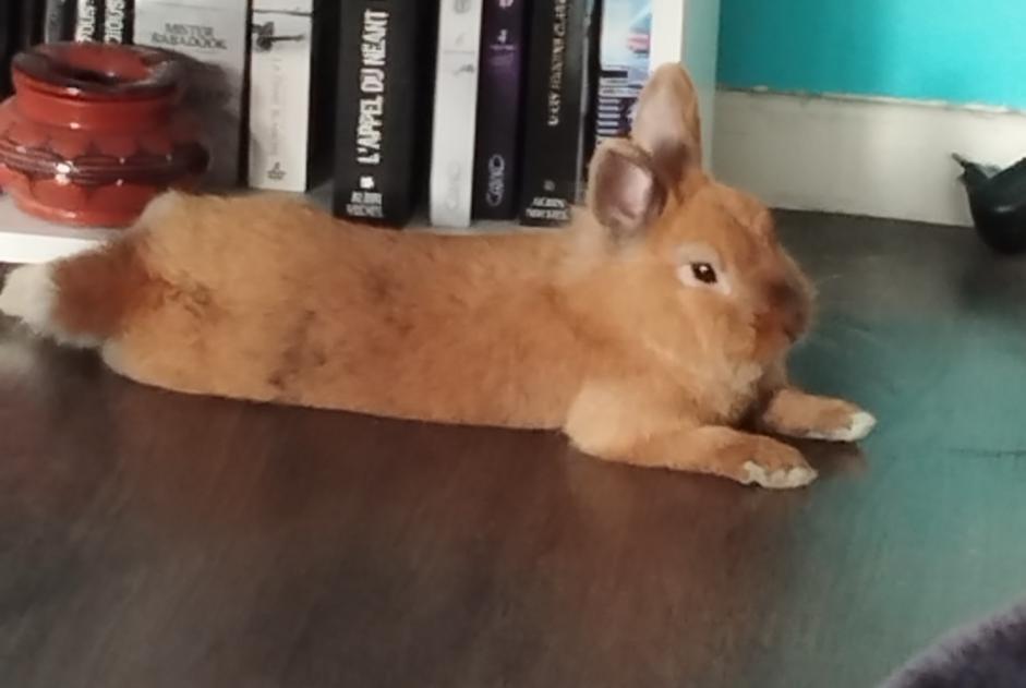 Alerte Disparition Lapin Mâle , 2024 ans Villeneuve-d'Ascq France