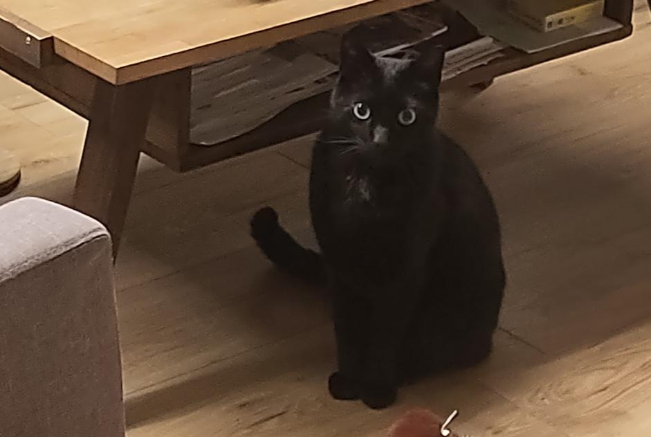 Alerte Disparition Chat croisement Mâle , 9 ans Saint-Fiacre-sur-Maine France