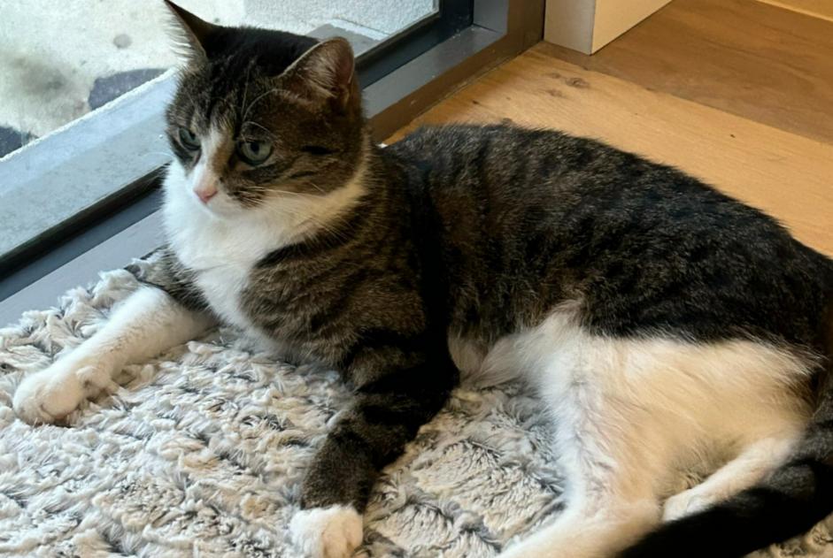 Alerte Disparition Chat  Femelle , 2 ans Divonne-les-Bains France