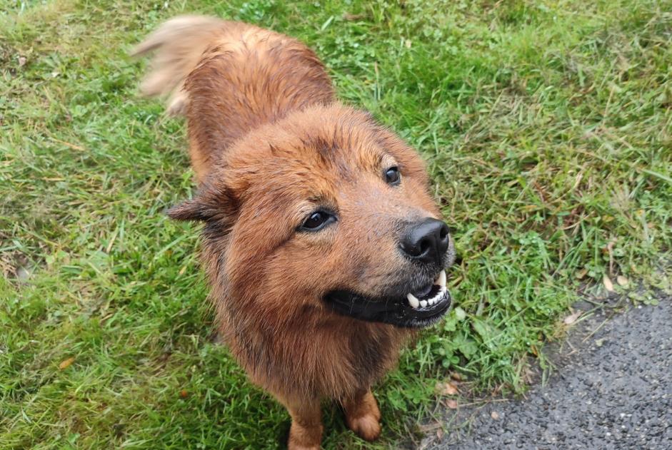 Alerte Découverte Chien Mâle Saint-Gaudens France