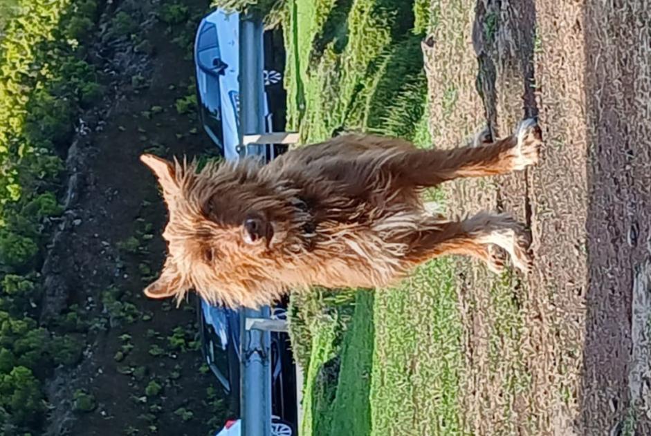 Alerte Découverte Chien croisement Femelle , 2 ans Estreito da Calheta Portugal