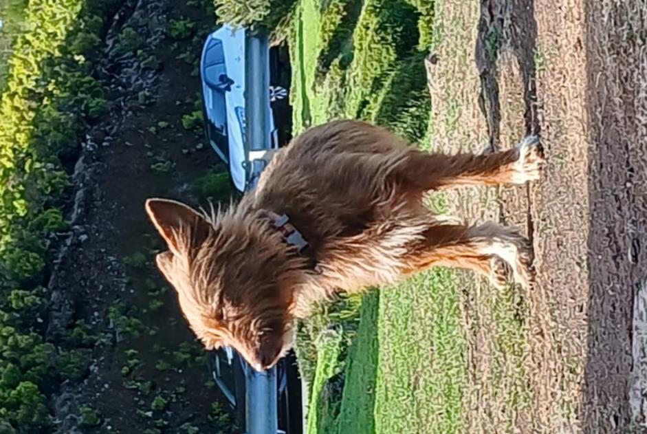 Alerte Découverte Chien croisement Femelle , 2 ans Estreito da Calheta Portugal