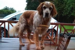 Alerte Disparition Chien  Mâle , 11 ans Muneville-le-Bingard France