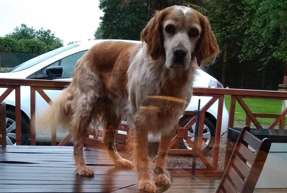 Alerte Disparition Chien  Mâle , 11 ans Muneville-le-Bingard France