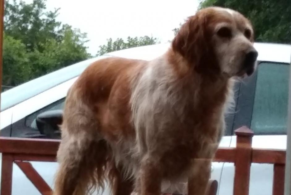 Alerte Disparition Chien  Mâle , 11 ans Muneville-le-Bingard France