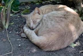 Alerte Disparition Chat Mâle , 6 ans Bor-et-Bar France