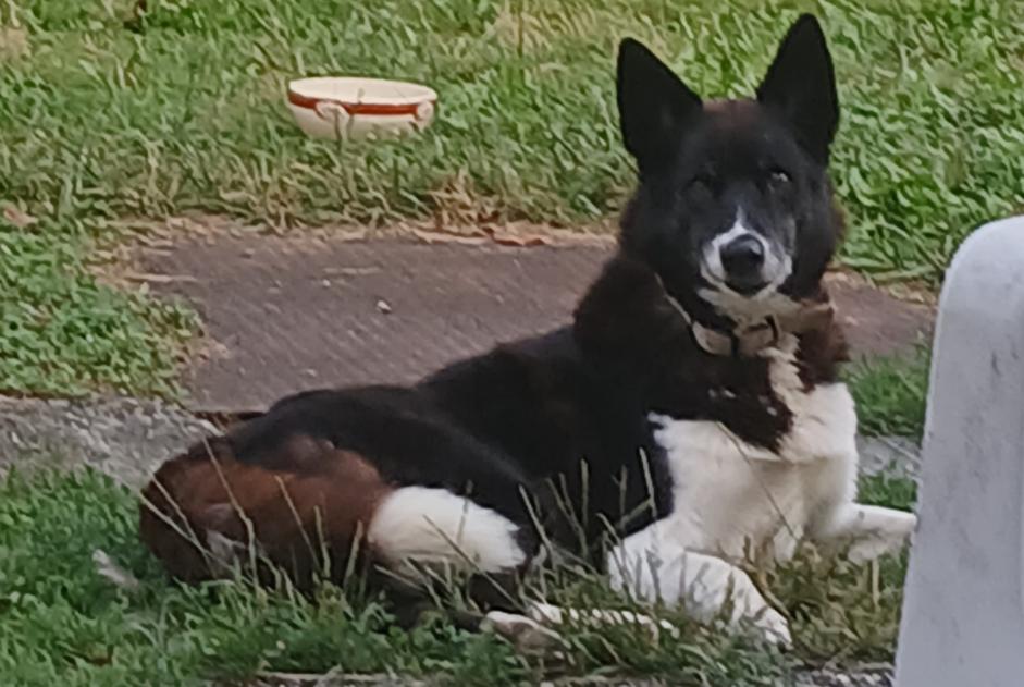 Alerte Disparition Chien croisement Mâle , 12 ans Estadens France