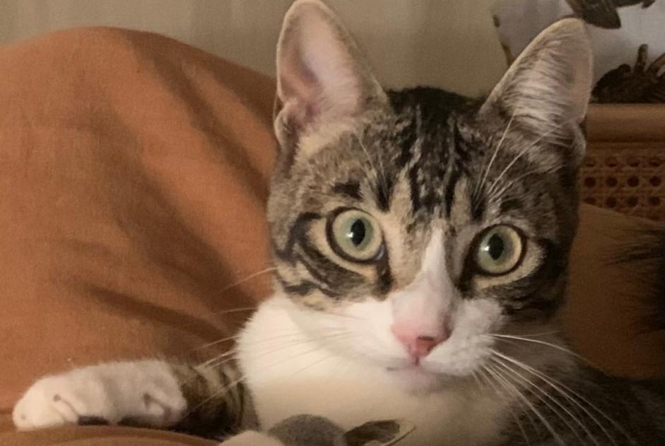 Alerte Disparition Chat Mâle , 1 ans Santo Estevão Portugal