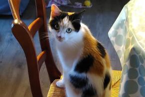 Alerte Disparition Chat Femelle , 1 ans Meudon France