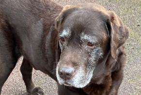 Alerte Découverte Chien  Mâle Châtenay-Malabry France