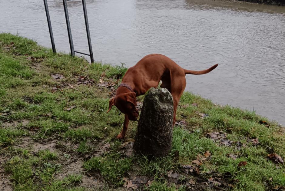 Alerte Découverte Chien  Mâle Auray France