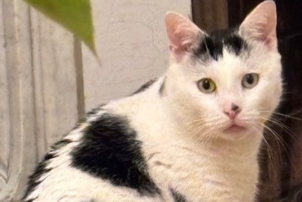 Alerte Disparition Chat croisement Mâle , 4 ans Asnières-sur-Seine France