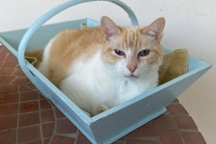 Alerte Disparition Chat croisement Mâle , 7 ans Montpellier France