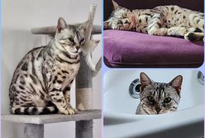 Alerte Disparition Chat  Femelle , 7 ans Champs-sur-Yonne France
