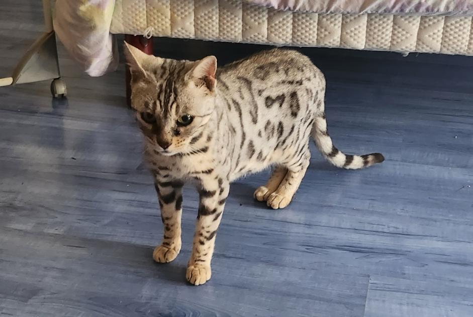 Alerte Disparition Chat  Femelle , 7 ans Champs-sur-Yonne France