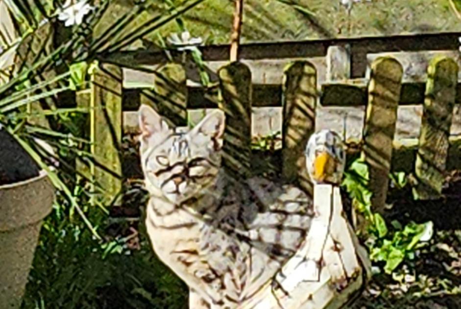 Alerte Disparition Chat  Femelle , 7 ans Champs-sur-Yonne France
