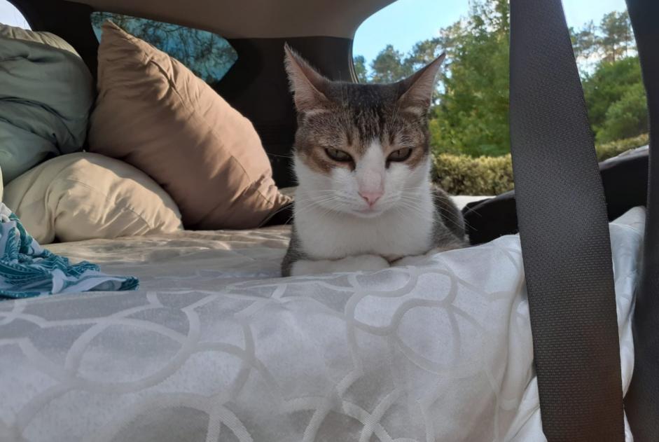 Alerte Disparition Chat croisement Mâle , 8 ans Luso Portugal