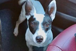 Alerte Disparition Chien  Mâle , 6 ans Telhado Portugal