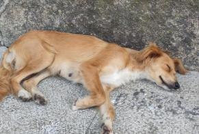 Alerte Découverte Chien Mâle Mosteiros Portugal