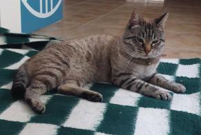 Alerte Découverte Chat Mâle Figueira da Foz Portugal