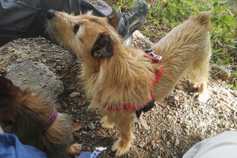 Avviso scomparsa Cane incrocio di razze Maschio , 14 anni Kunheim Francia