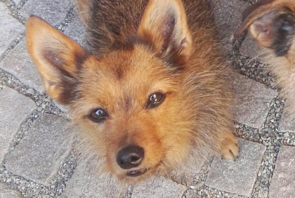 Avviso scomparsa Cane incrocio di razze Femmina , 17 anni Kunheim Francia