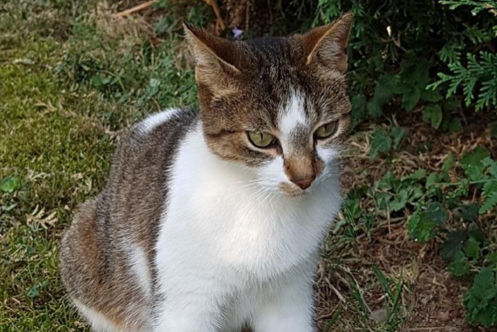 Avviso scomparsa Gatto Femmina , 11 anni Saint-Genis-Laval Francia