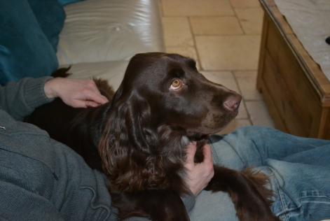 Avviso scomparsa Cane  Maschio , 6 anni Savigny-le-Temple Francia