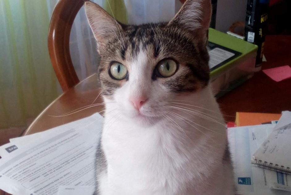 Avviso scomparsa Gatto  Femmina , 10 anni Gours Francia