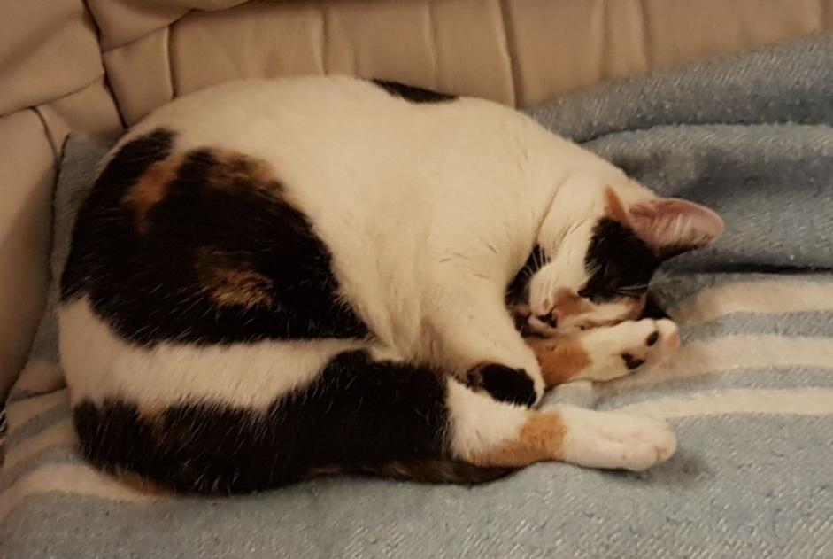 Avviso scomparsa Gatto incrocio di razze Femmina , 7 anni Clairac Francia