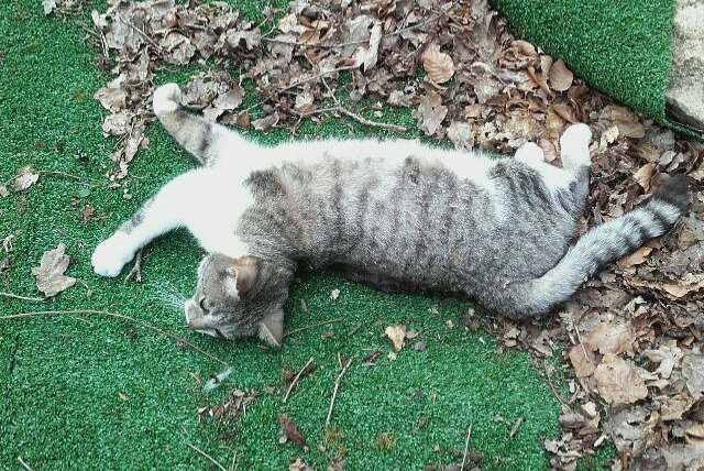 Avviso scomparsa Gatto Maschio , 7 anni Saint-Léonard-de-Noblat Francia