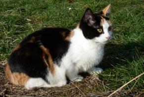 Avviso scomparsa Gatto Femmina , 9 anni Compiègne Francia