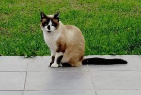 Avviso scomparsa Gatto incrocio di razze Femmina , 7 anni Damgan Francia