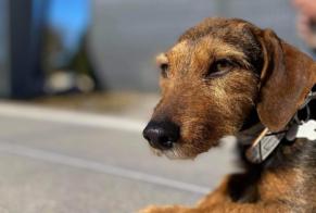 Avviso scomparsa Cane incrocio di razze Femmina , 6 anni Stotzheim Francia