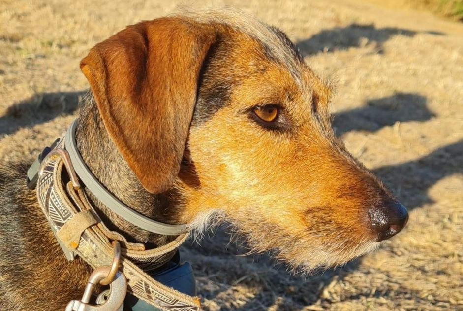 Avviso scomparsa Cane incrocio di razze Femmina , 7 anni Stotzheim Francia