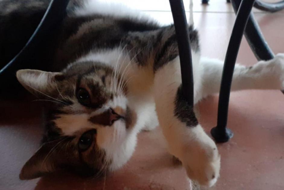 Avviso scomparsa Gatto  Maschio , 4 anni Pontchâteau Francia