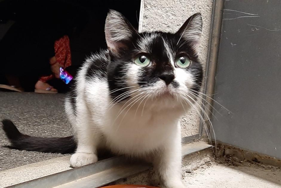 Avviso scomparsa Gatto incrocio di razze Maschio , 2 anni Toulouse Francia