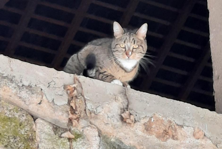 Avviso scomparsa Gatto incrocio di razze Femmina , 4 anni Marigny-l'Église Francia